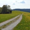 Ein weitläufiger Feldweg durchzieht eine von gelben Blumen gespickte grüne Wiese