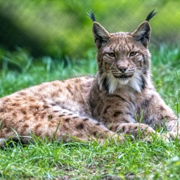 Inzucht-Risiko - Wenn Tiere genetisch verarmen