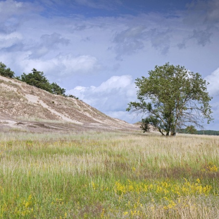 Wanderdüne in Klein Schmölen, Meckenburg-Vorpommern