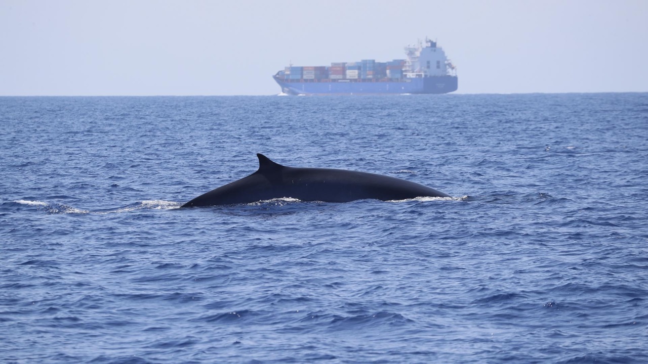 Bedrohte Wale im Mittelmeer