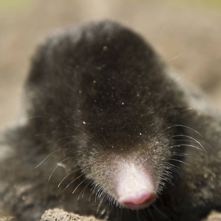 Die Tierdocs: Maulwurf sieht schlecht