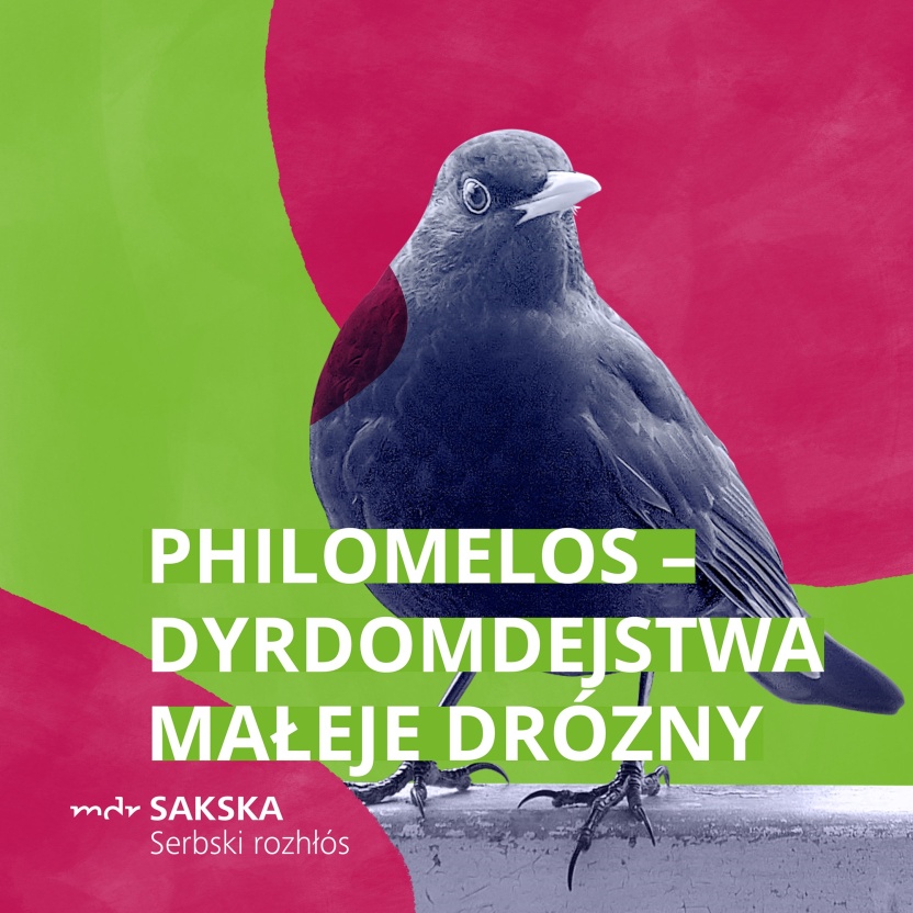 Cover: Philomelos njecha a chce wulki być
