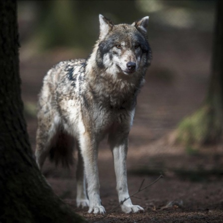 Schattenwolf - Forscher lüften Geheimnis um sagenumwobenes Raubtier