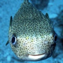 Die Tierdocs: Fisch mit Internetsucht