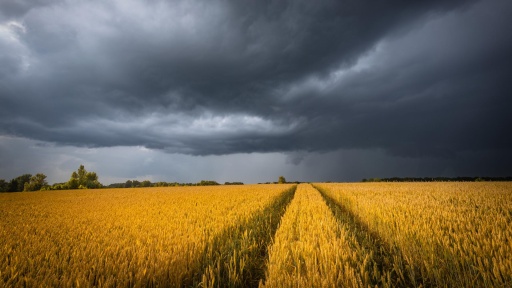 Bild: Getty Images / iStockphoto / stsmhn