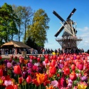 Ein buntes Tulpen-Beet im Vordergrund, eine Windmühle im Hintergrund.