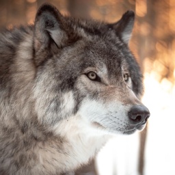Großaufnahme eines Wolfes, der aufmerksam blickt