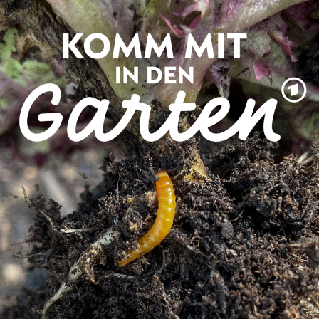 Komm-in-den-Garten-Podcast Folge #111: Drahtwürmer