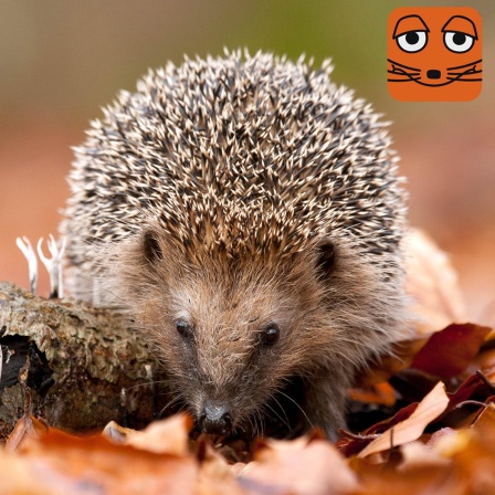 Igel in buntem Herbstlaub