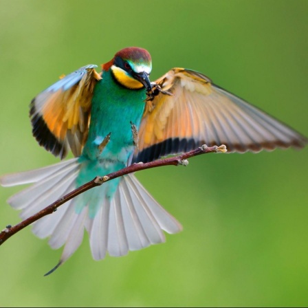Ein Bienenfresser (Merops apiaster) im Landeanflug auf einen Ast mit einer Hummel im Schnabel