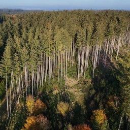 Wald