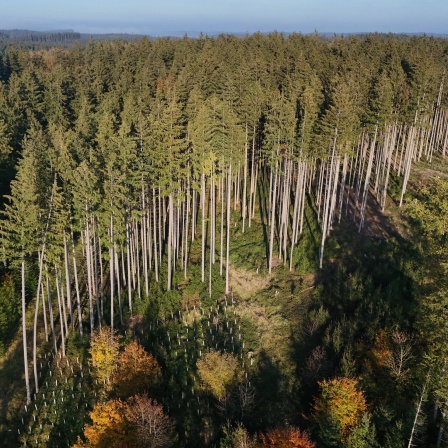 Wald