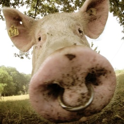 Ein Schwein schaut direkt in die Kamera.