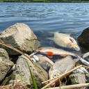 Tote Fische liegen im flachen Wasser des deutsch-polnischen Grenzflusses Oder. 