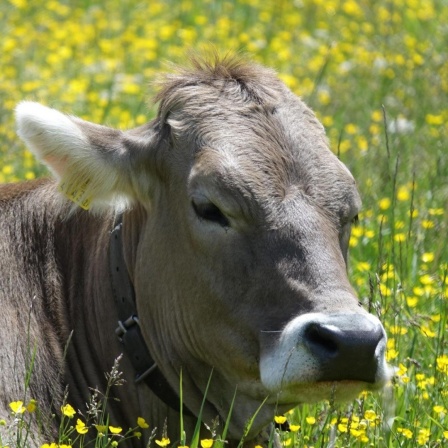 Kuh liegt zufrieden auf Blumenwiese bei Sunnalm in Tirol, Österreich