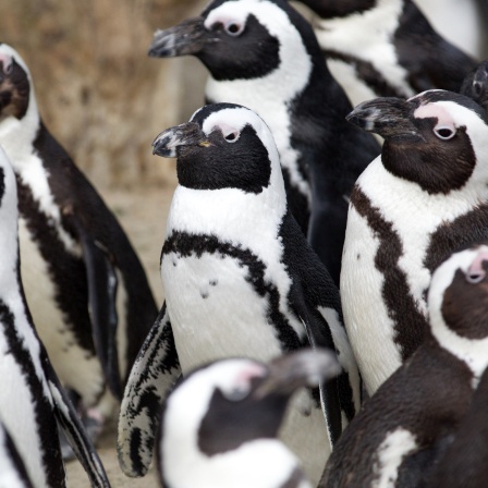 Brillenpinguine