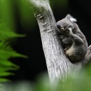 Koalas in Gefahr - Mehr als nur hübsche Ohren