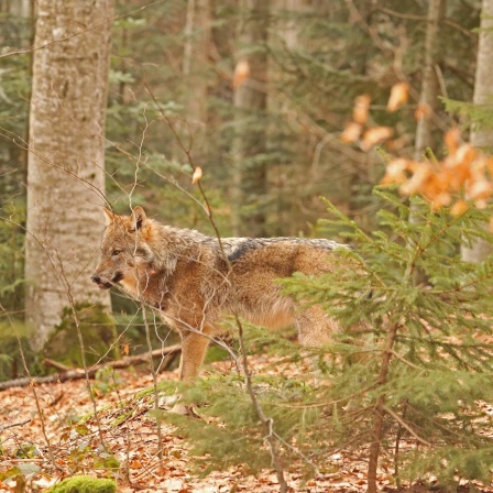 Europäischer Wolf im Wald