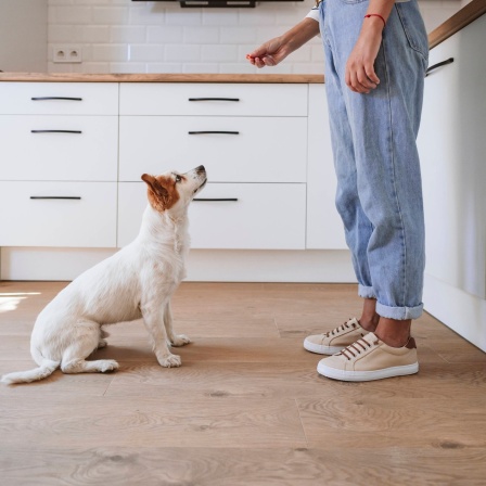 Ein Hund sitzt und schaut auf eine Hand, die ein Leckerli hält.