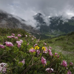 Blumen vor einem Bergpanorama in Liechtenstein