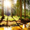 Wälder für eine wärmere Zukunft - Bäume im Klimatest