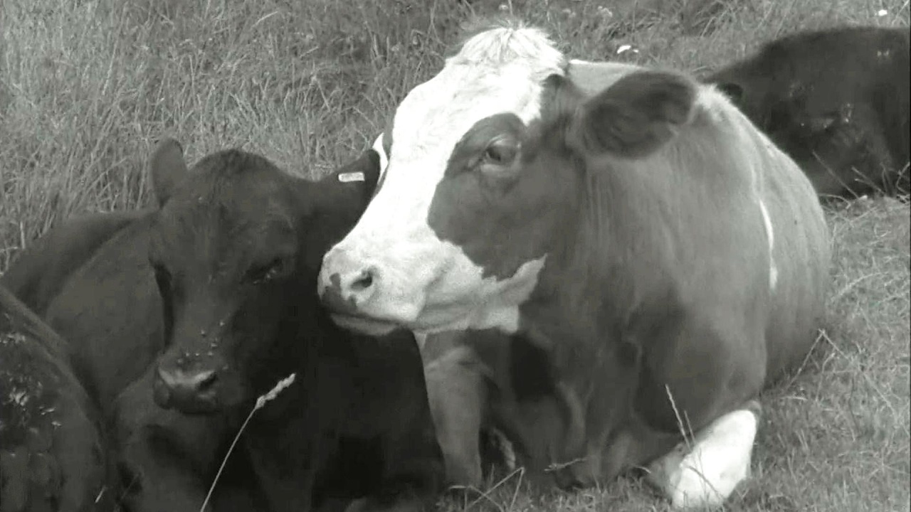 Bericht von 1962: Genetisch hornlose Rinder