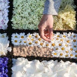 Eine Frau legt aus bunten Blüten einen Blumenteppich.