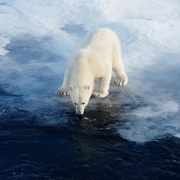 Ein Eisbär steht am Rand einer schmelzenden Eisscholle und schaut auf das Wasser herunter.