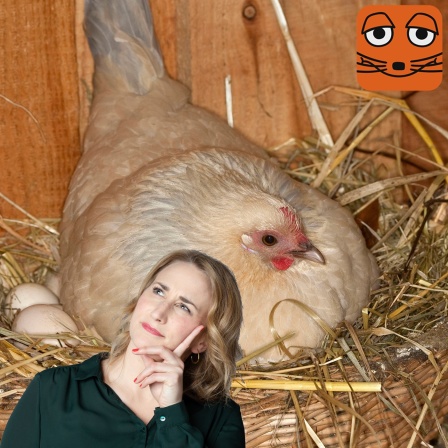 Weißes Huhn sitzt im Stroh und brütet, davor: Maus-Moderatorin Marie grübelnd