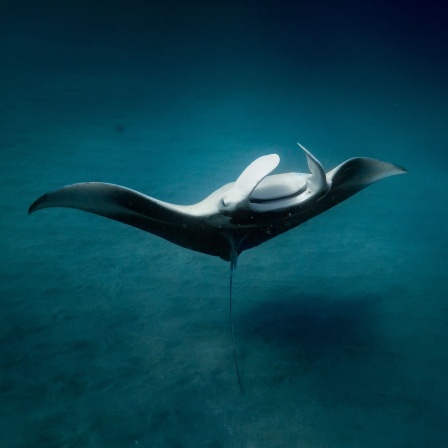 Ein Mantarochen unter Wasser