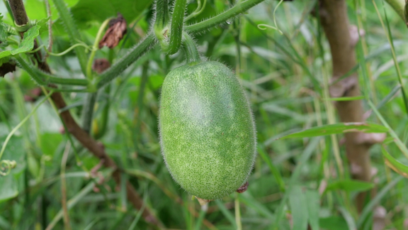 Wer Weiß Denn Sowas? - Was Gilt Für Die In Asien Angebaute Wintermelone.