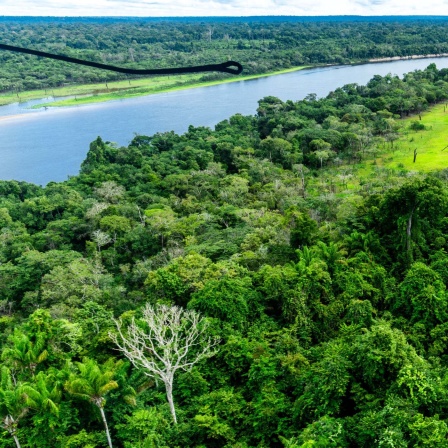 Ein Fluss fließt durch den Amazonas-Regenwald in der Nähe von Manaus, Brasilien. 