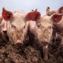 Schweinepest-Ausbruch bei Hausschweinen in Baden-Württemberg