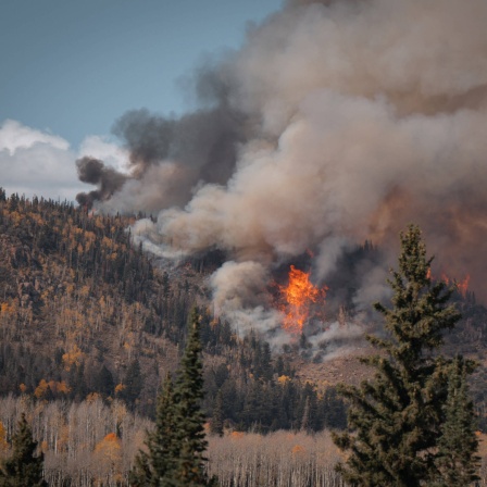 Waldbrand aus der Vogelperspektive