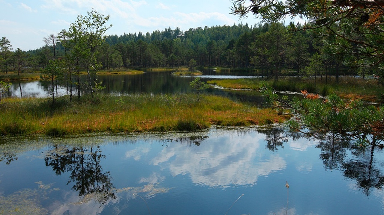Wildes Baltikum · Wälder und Moore