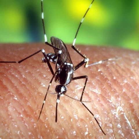 Eine Asiatische Tigermücke (Aedes albopictus) auf der menschlichen Haut.