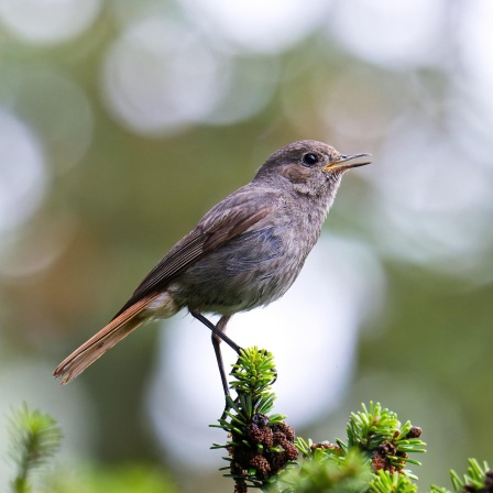 Ein weiblicher Hausrotschwanz (Phoenicurus ochruros) sitzt auf einer Tanne und singt.