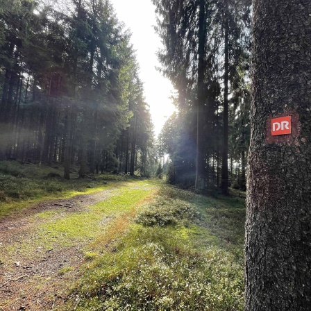 Impression vom Doktor-Wald-Weg, der im Thüringer Wald zwischen Stützerbach, Frauenwald und Schmiedefeld verläuft