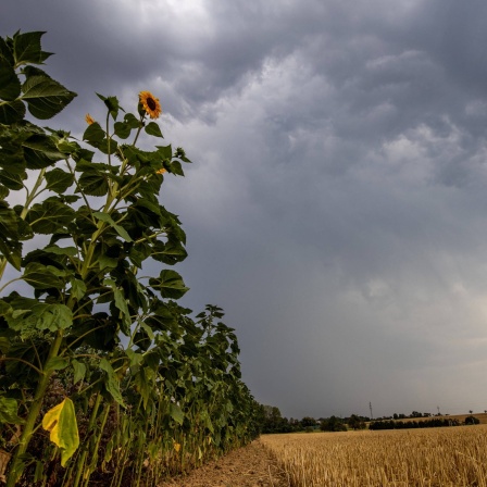 Gewitter über Feld mit Sonnenblumen