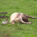 Totes Schaf auf einer Weide in Oberneuland
