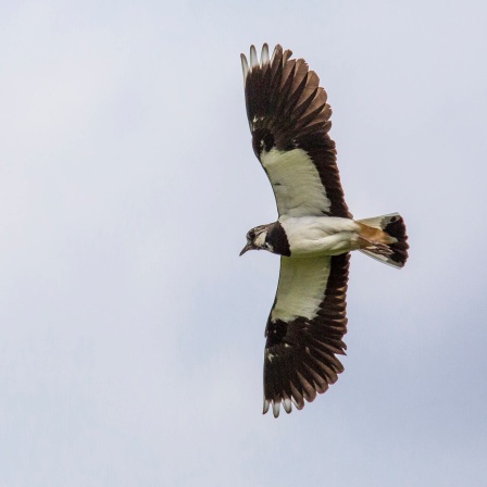 Fliegender Kiebitz, Vogel des Jahres 2024.