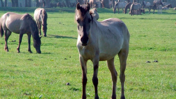 Zoogeschichten - Dülmener Deckhengst Gesucht!