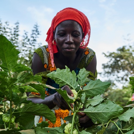 Eine Bäuerin mit rotem Kopftuch in Afrika iinspiziert hockend Baum-Setzlinge auf einem Feld