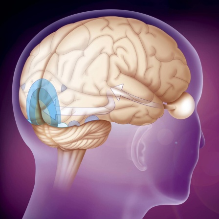 Das Gehirn - Schaltzentrale des Körpers