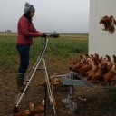 Die Autorin beim mobilen Hühnerstall der neuen Hofbesitzer. 300 Tiere haben darin Platz.