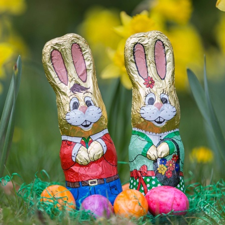 Zwei Schokoladen-Osterhasen sind auf einer Wiese aufgestellt, davor liegen Ostereier. 