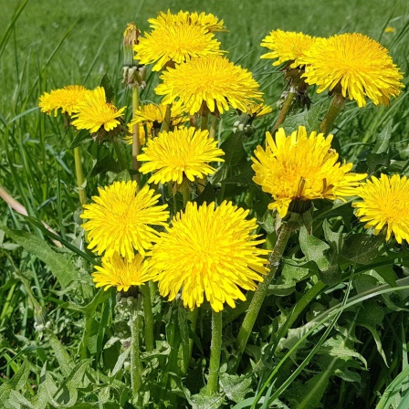 Loewenzahn, Taraxacum, officinale Dandelion. Archivfoto