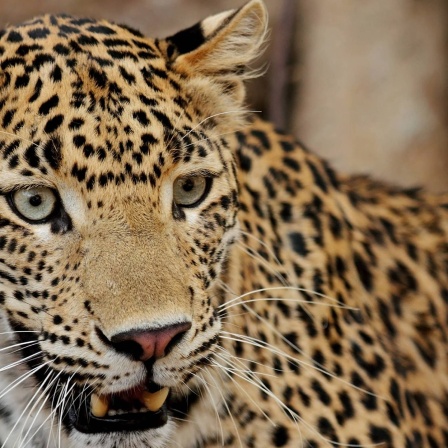 Leopard, Ranthambore Nationalpark, Rajasthan, Indien, Asien