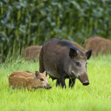 Wildschweine - im frühen Palästina Nahrungsmittelkonkurrent und damit wohl historische Ursache des Schweinefleischverbots