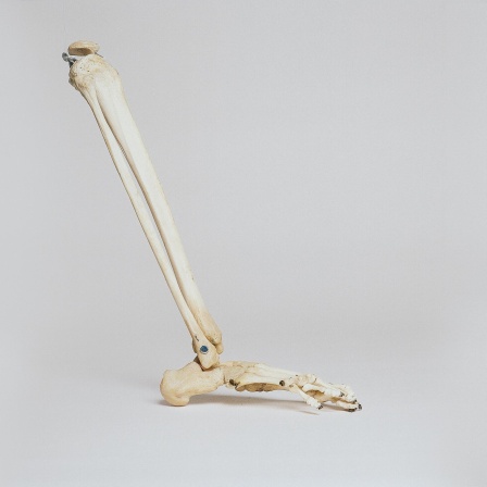 Studioaufnahme des Modells eines Bein- und Fußknochens.